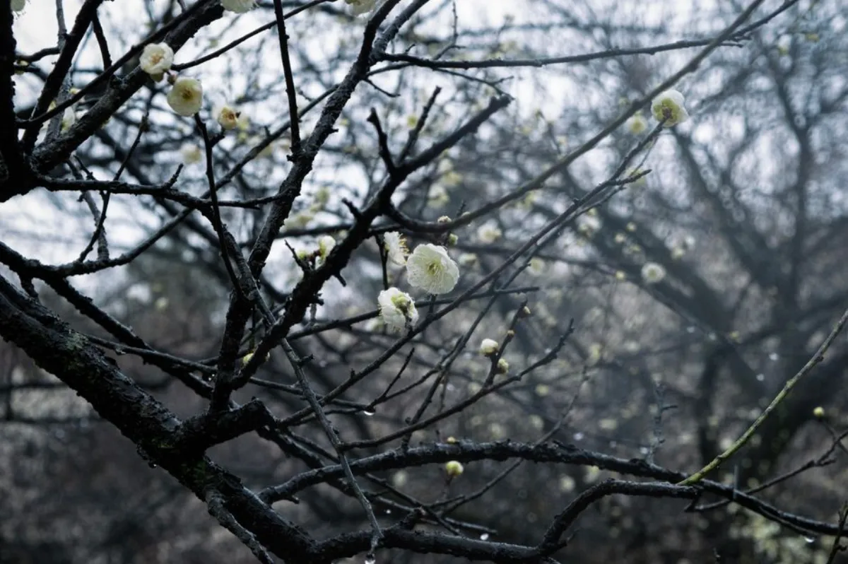 杂诗唐王维避坑：读懂留白